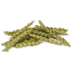 JR FARM KŁOSY PSZENICY I OWSA 30G 03147 chomik szczur mysz